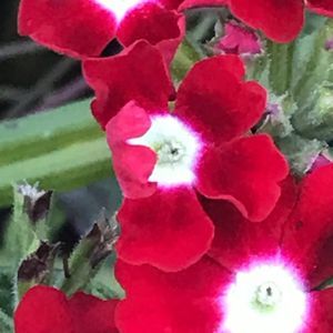 Meet your Posher, Vanessa